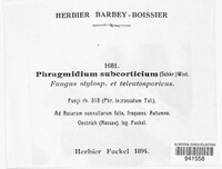 Phragmidium mucronatum image